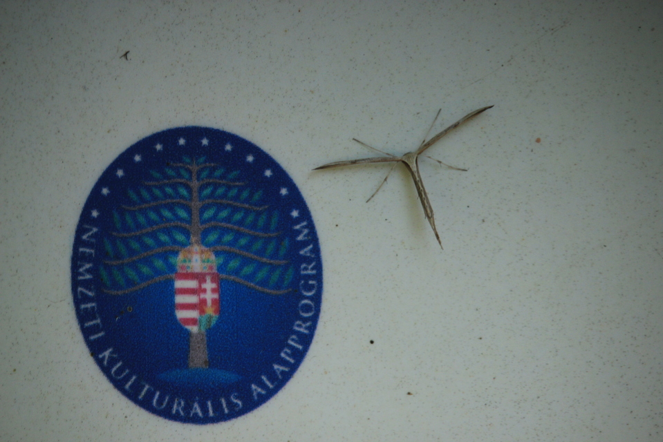 Emmelina monodactyla/argoteles