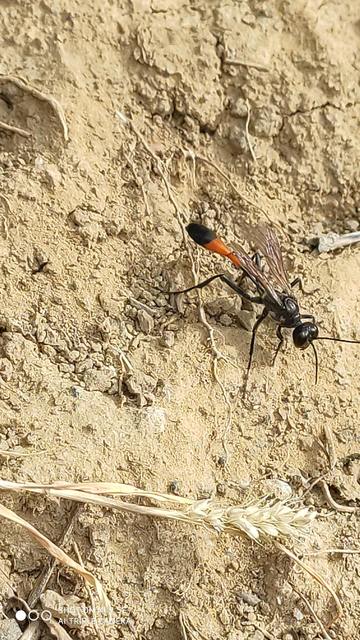 Ammophila