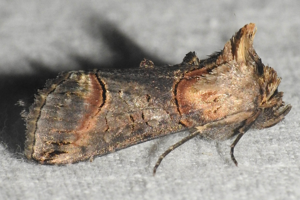Abrostola triplasia - közönséges csalánbagoly