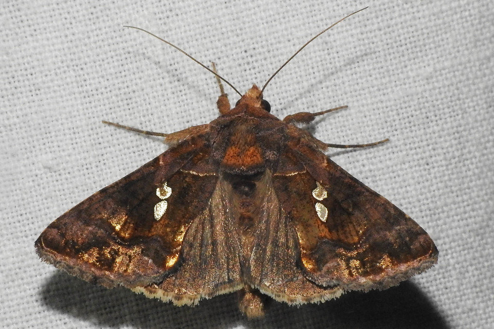 Chrysodeixis chalcites - déli aranybagoly