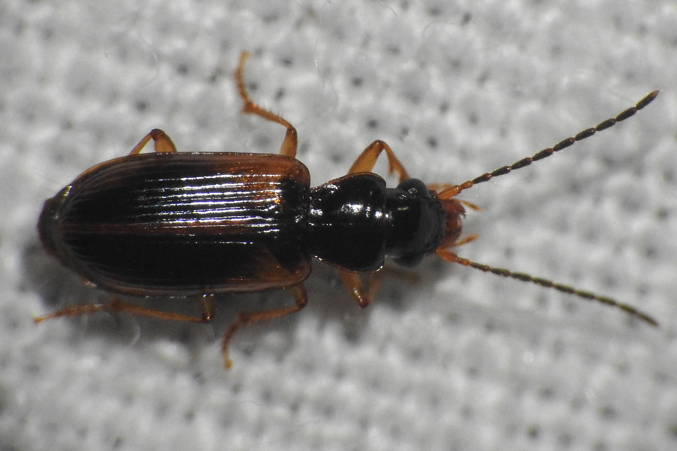 Anthracus consputus - nyerges kisdedfutó