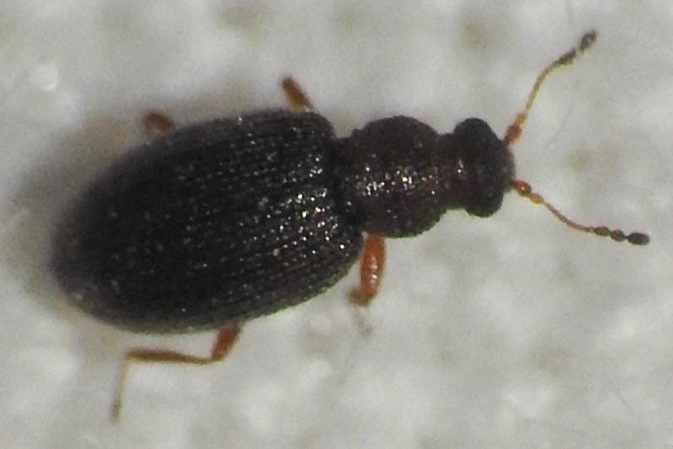 Latridiidae - pudvabogárfélék Latridiidae - pudvabogárfélék