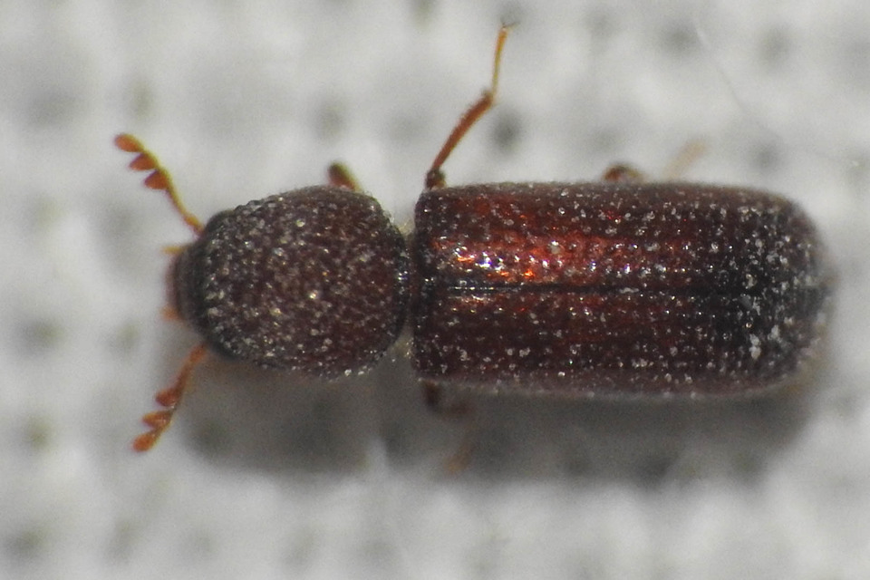 Rhyzopertha dominica - gabonacsuklyásszú