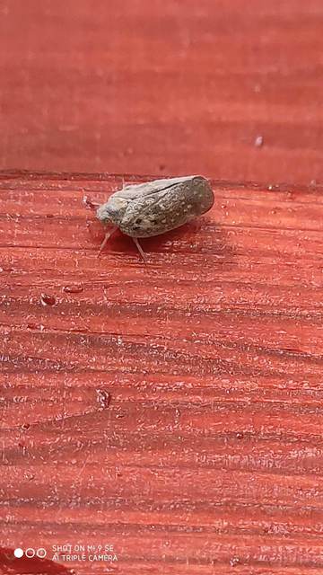 Metcalfa pruinosa - amerikai lepkekabóca