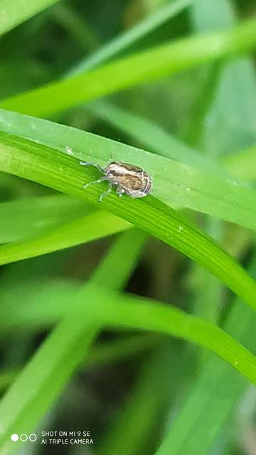 Delphacidae - sarkantyús kabócák