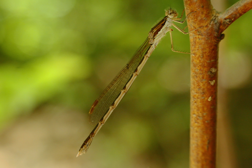 Sympecma fusca - téli rablószitakötő