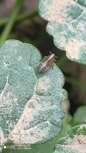 Delphacidae - sarkantyús kabócák