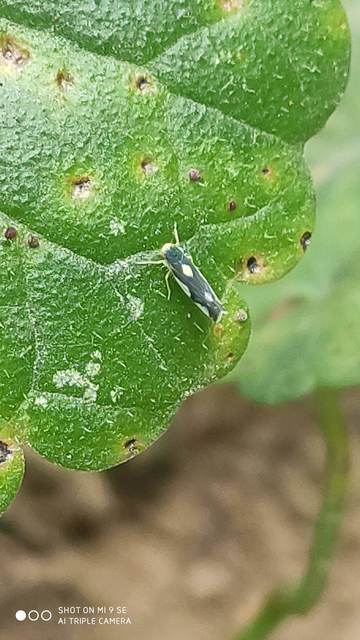 Eupteryx vittata