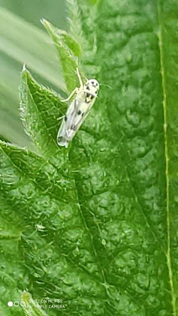 Eupteryx atropunctata