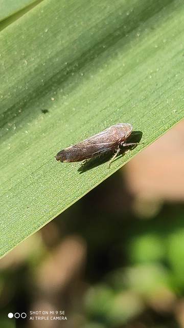 Fieberiella florii