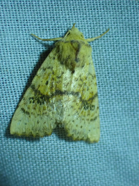 Tiliacea sulphurago - kénes sárgabagoly