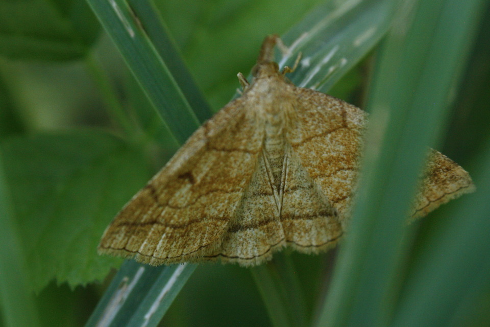 Polypogon gryphalis - láperdei karcsúbagoly
