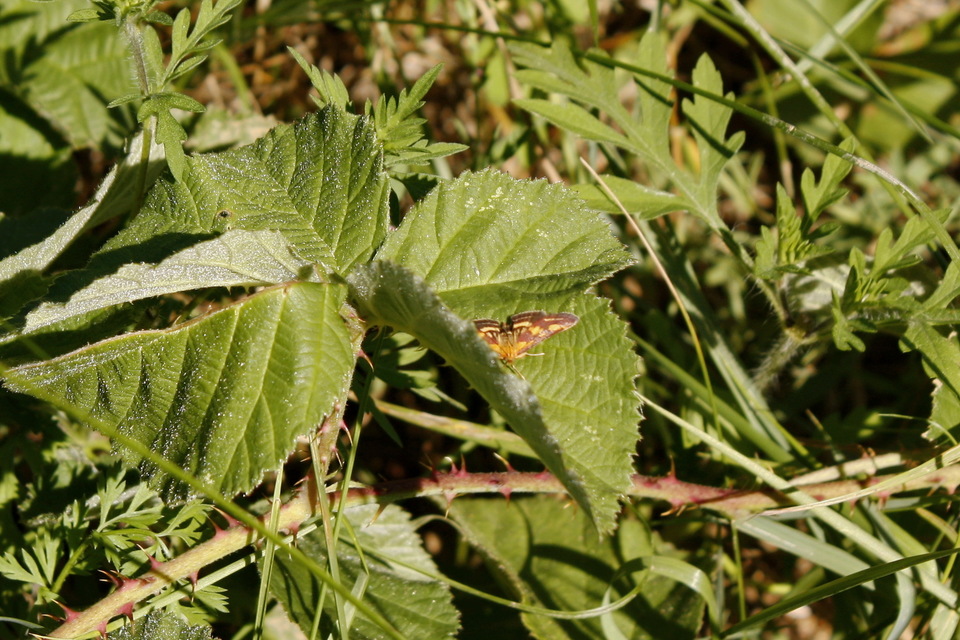 Pyrausta purpuralis - közönséges bíbormoly