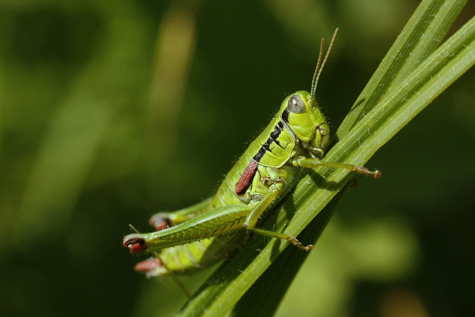Odontopodisma decipiens - déli hegyisáska