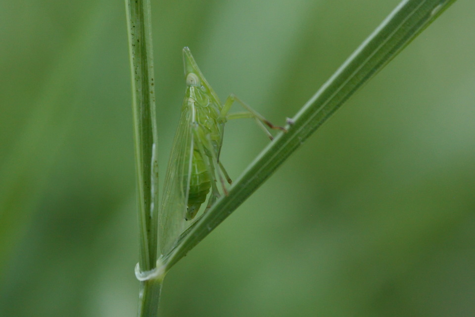Dictyophara europaea