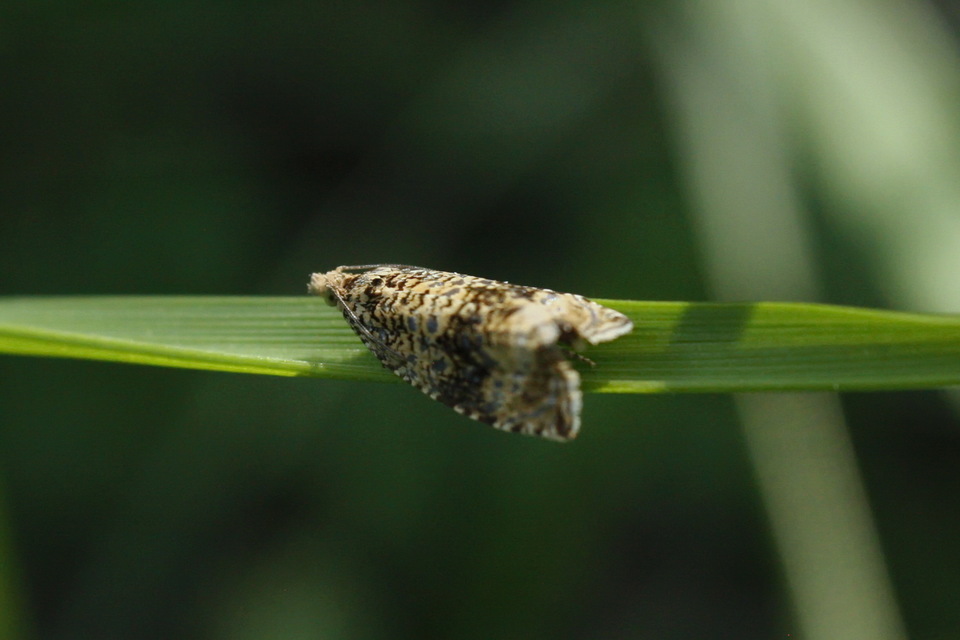Celypha lacunana - vízparti tükrösmoly