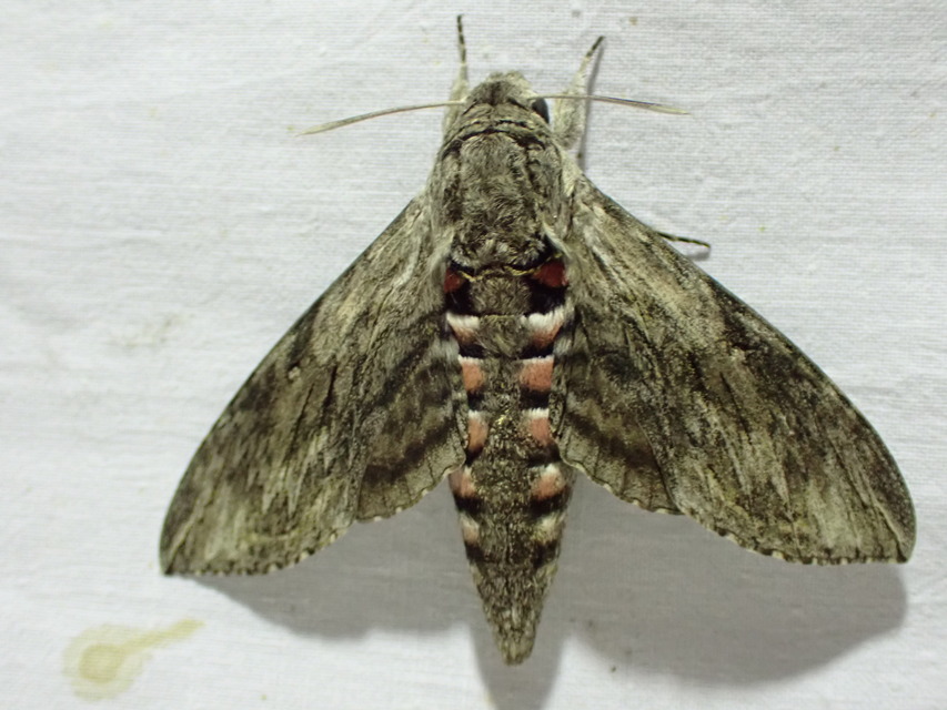 Agrius convolvuli - szulákszender