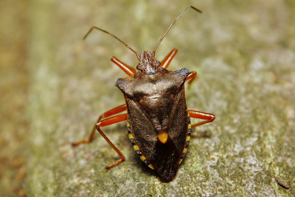 Pentatoma rufipes - vöröslábú címerespoloska Pentatoma rufipes - vöröslábú címerespoloska