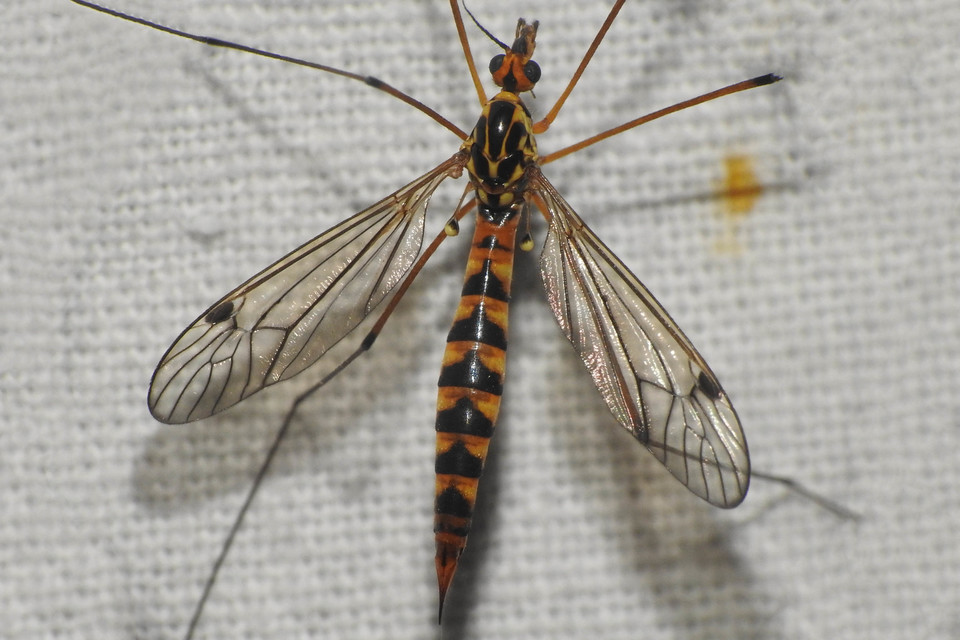 Nephrotoma scalaris