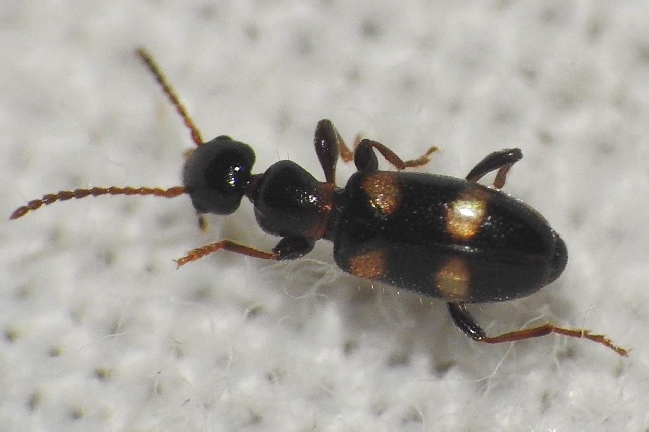 Omonadus bifasciatus - kétöves fürgebogár