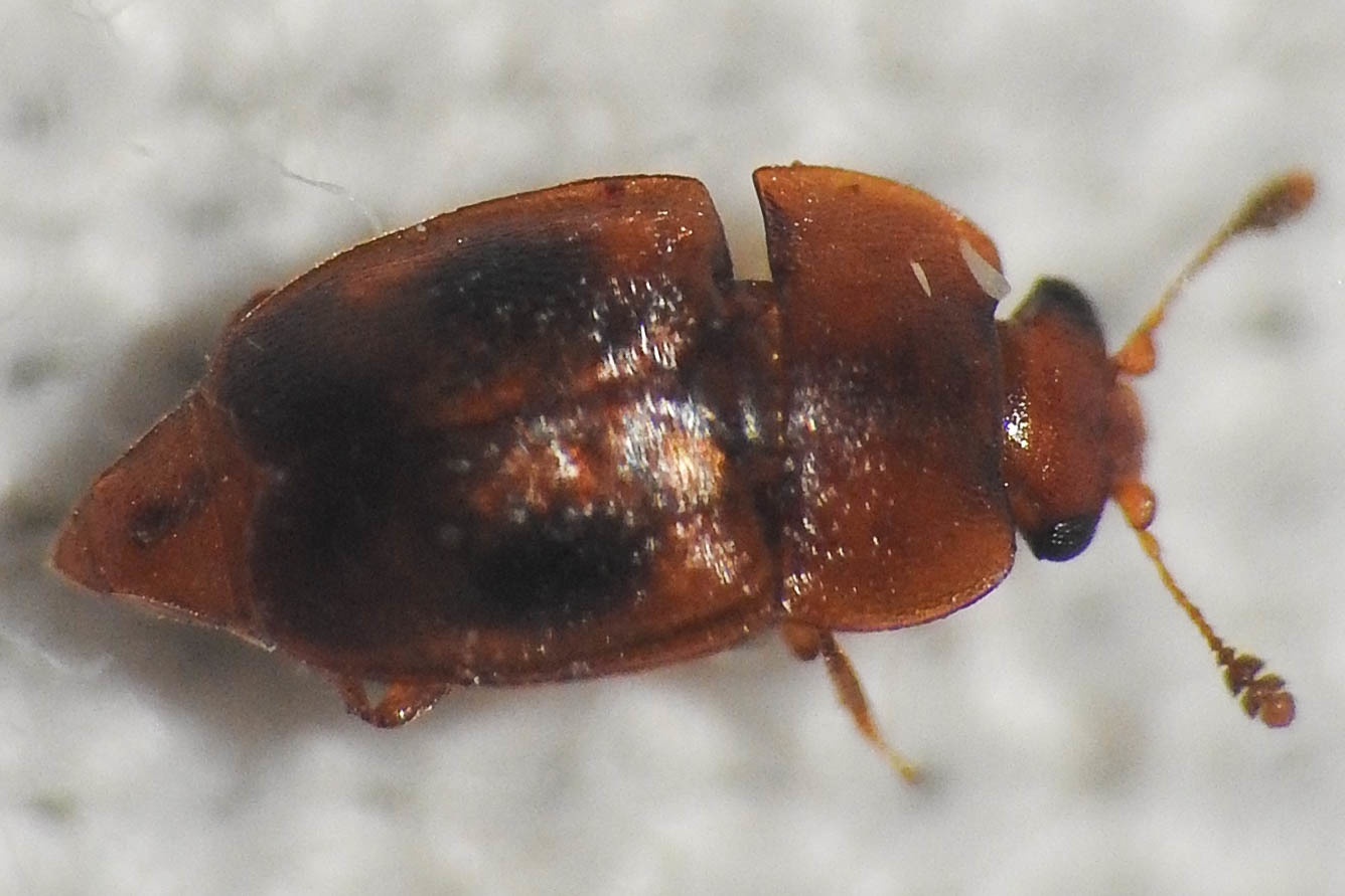 Epuraea variegata - feketefoltos fénybogár