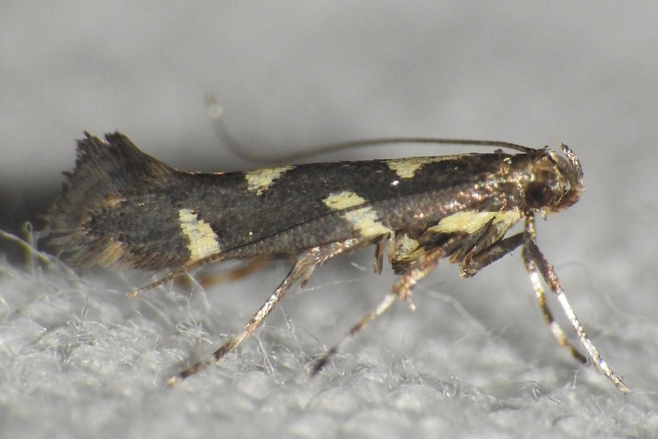 Calybites phasianipennella - lóromaknázó keskenymoly