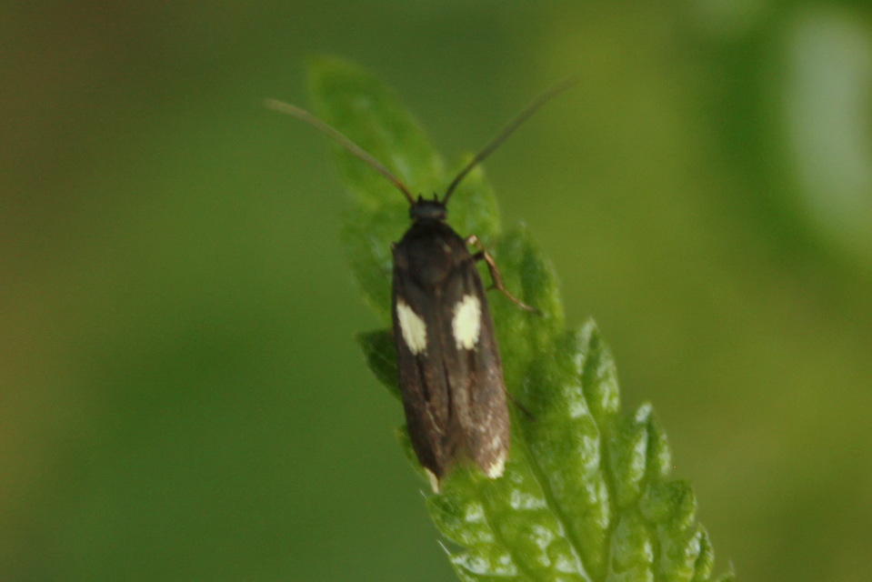 Scythris sinensis - aranyfarú zöldmoly