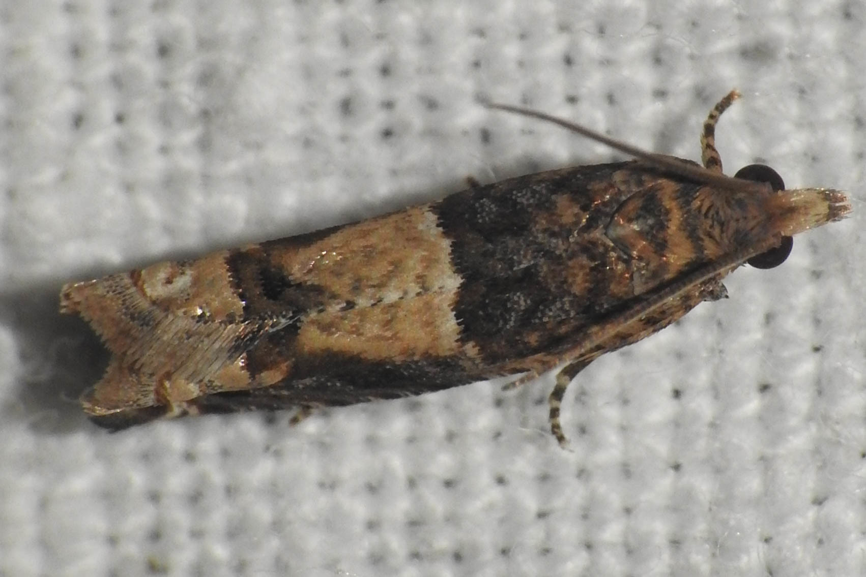 Epinotia trigonella - nyírfalevél-tükrösmoly