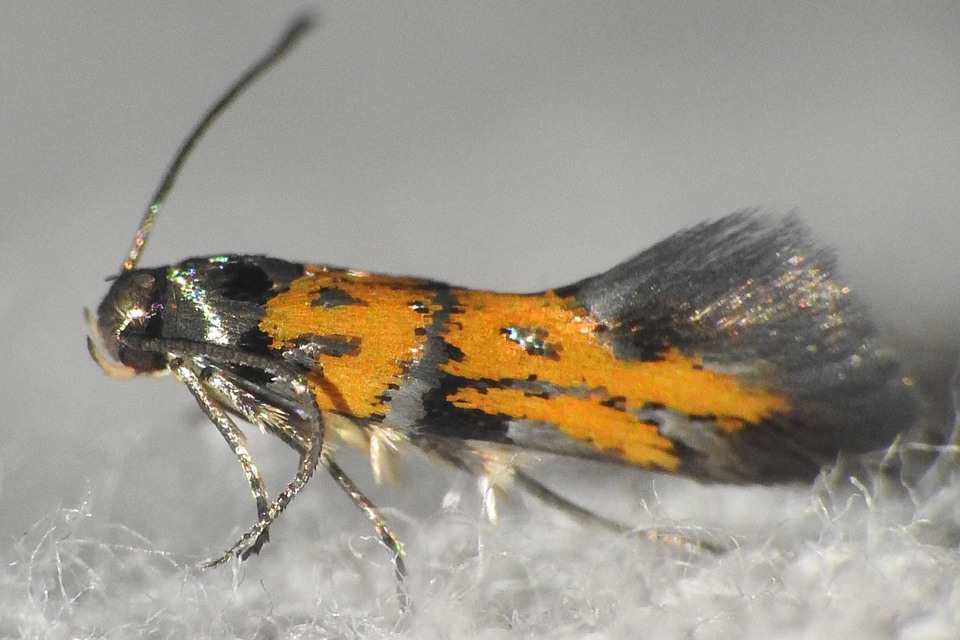 Chrysoesthia drurella - labodarágó sarlósmoly