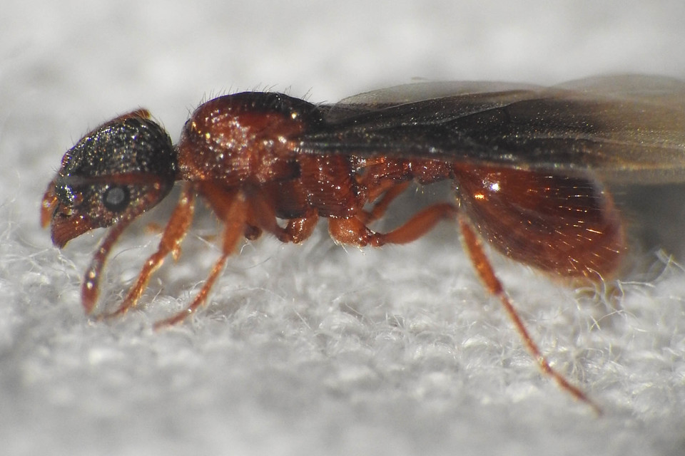 Myrmica