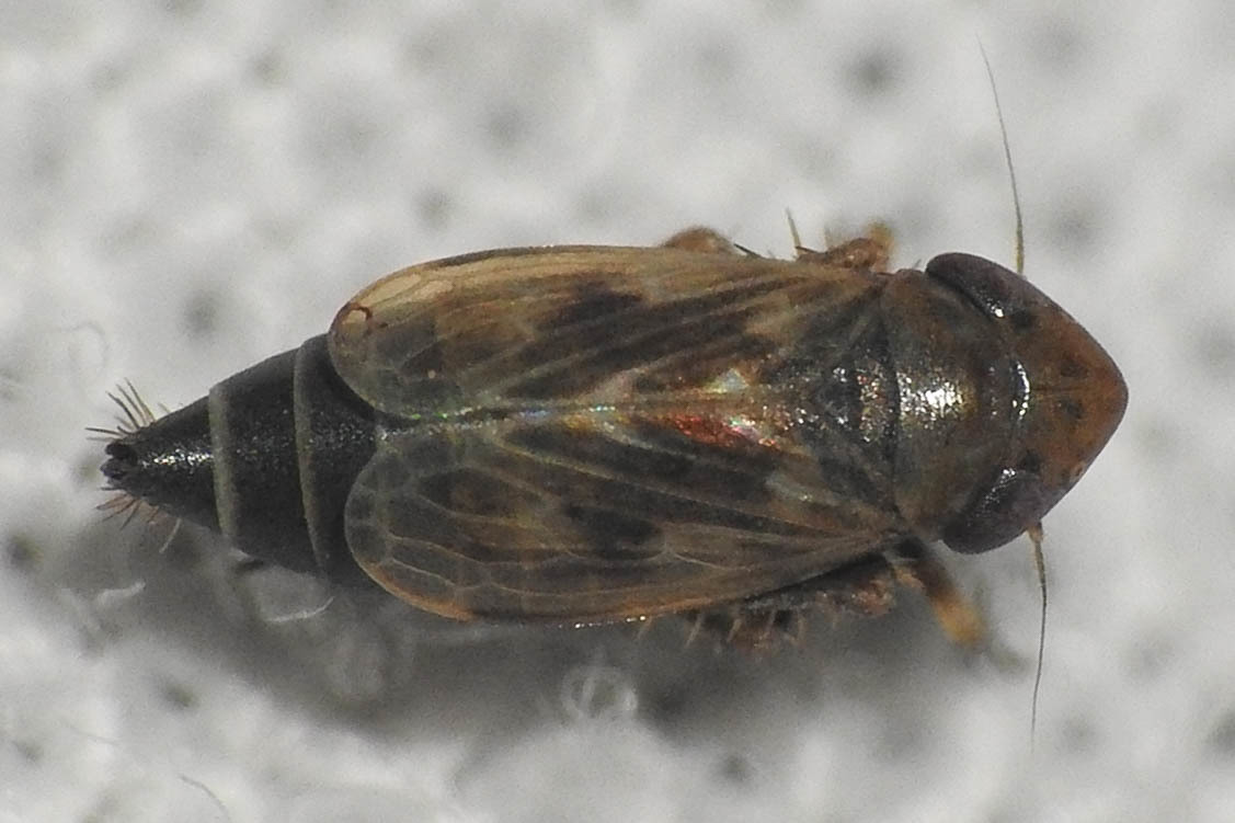 Deltocephalus pulicaris