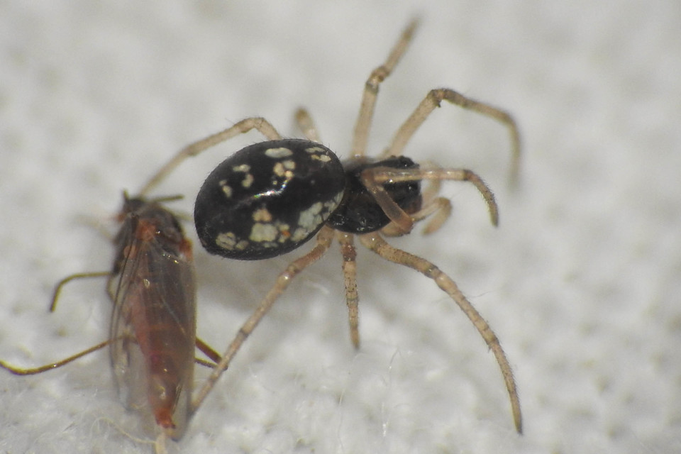 Pachygnatha