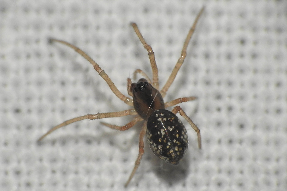 Pachygnatha