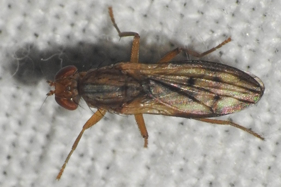Sciomyzidae - szarvaslégyfélék