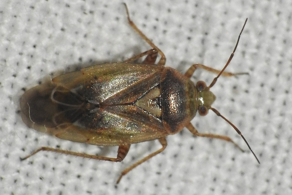 Lygus rugulipennis - molyhos mezeipoloska