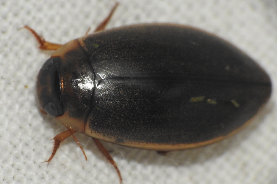 Rhantus suturalis - gyakori particsíkbogár
