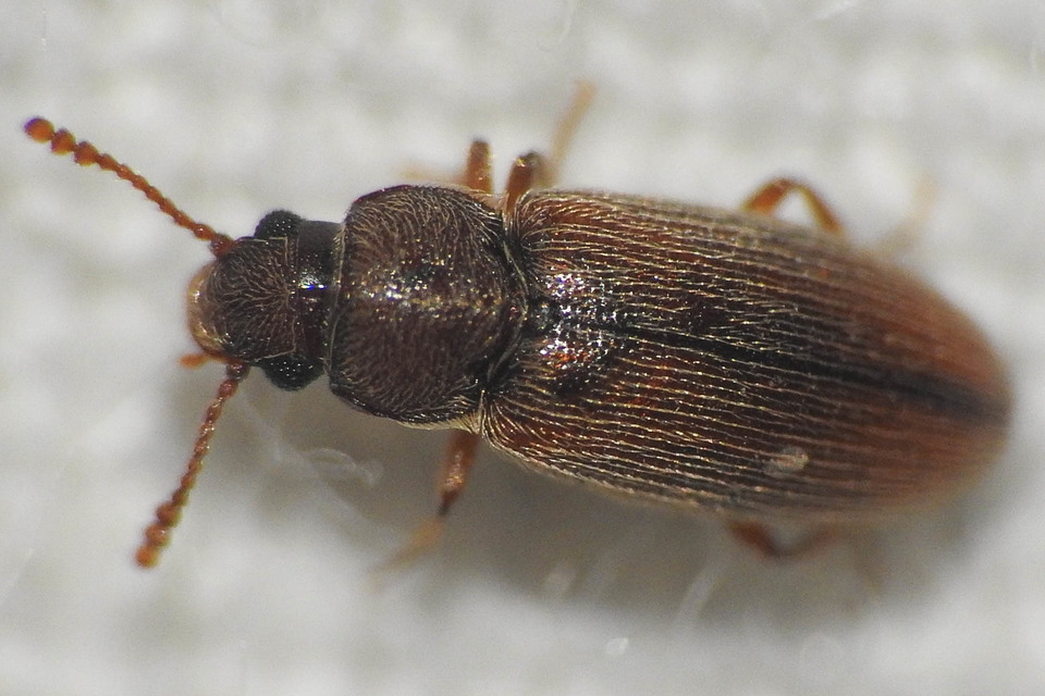 Leucohimatium langii - sárgás karcsútarbogár