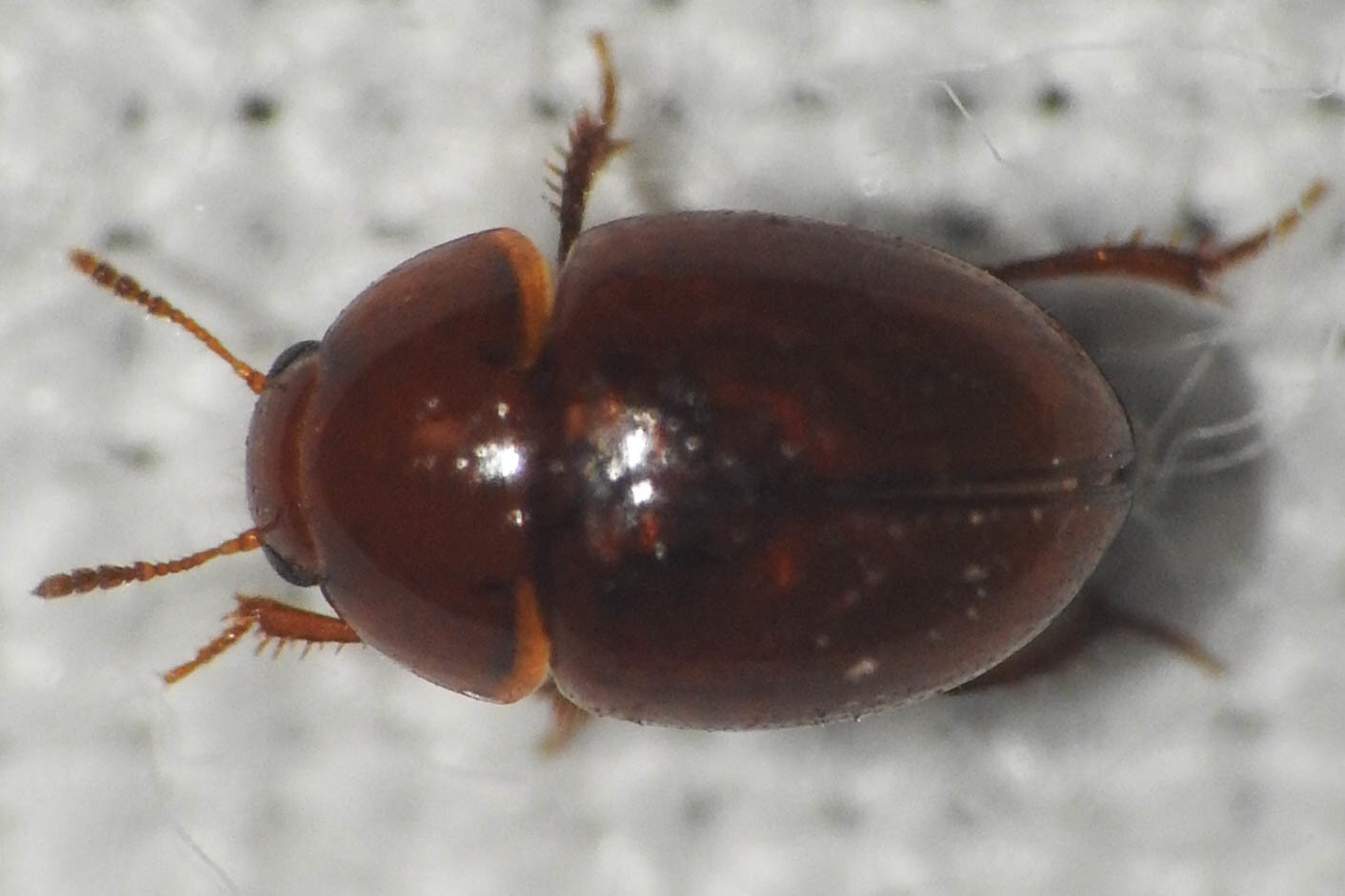Leiodidae - pecebogárfélék Leiodidae - pecebogárfélék