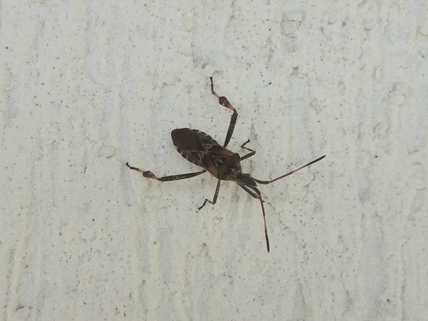 Leptoglossus occidentalis - nyugati levéllábú poloska