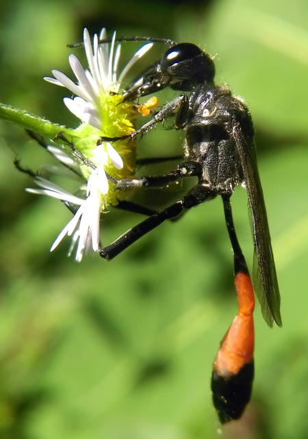 Ammophila