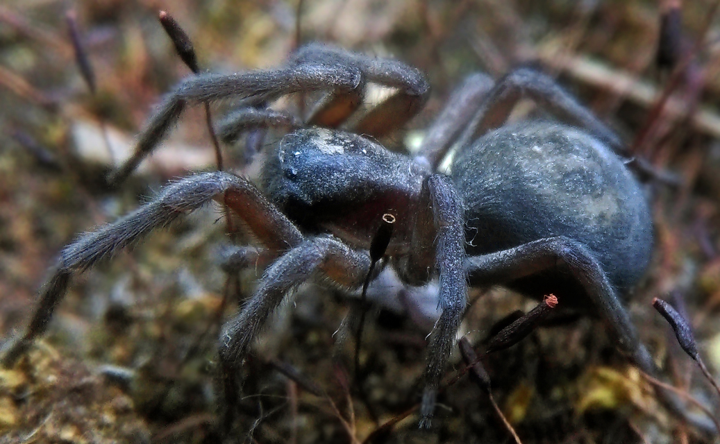 Amaurobius ferox - nagy eretnekpók