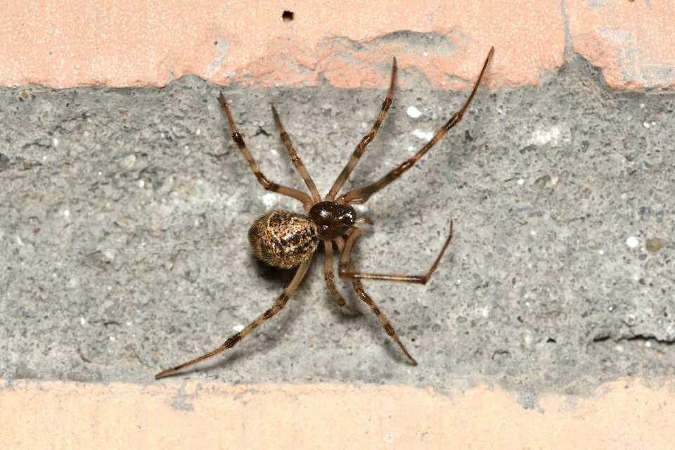 Parasteatoda tepidariorum - üvegházi törpepók