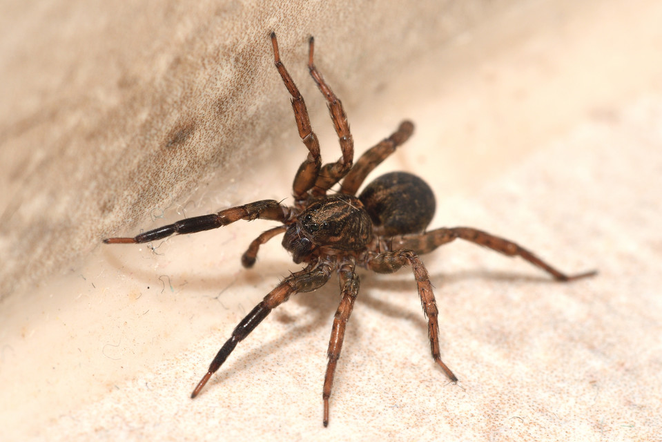 Trochosa