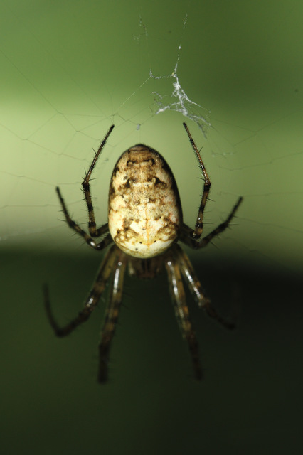 Metellina segmentata/mengei