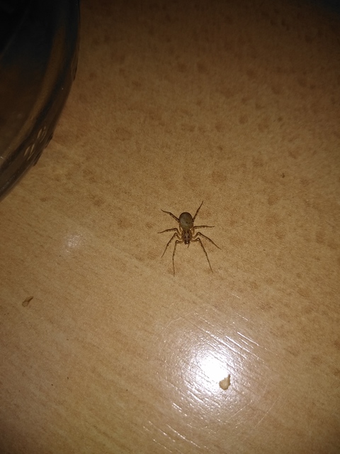 Scytodes thoracica - közönséges csupaszpók