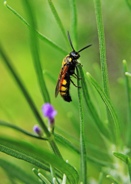 Scolia fusciformis - mediterrán tőrösdarázs