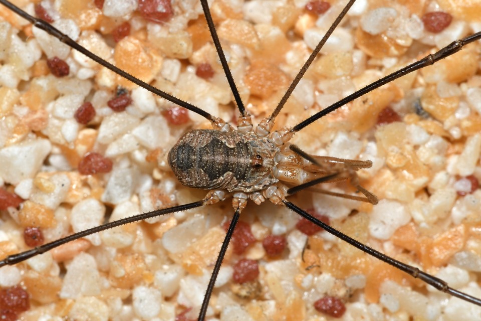 Phalangium opilio