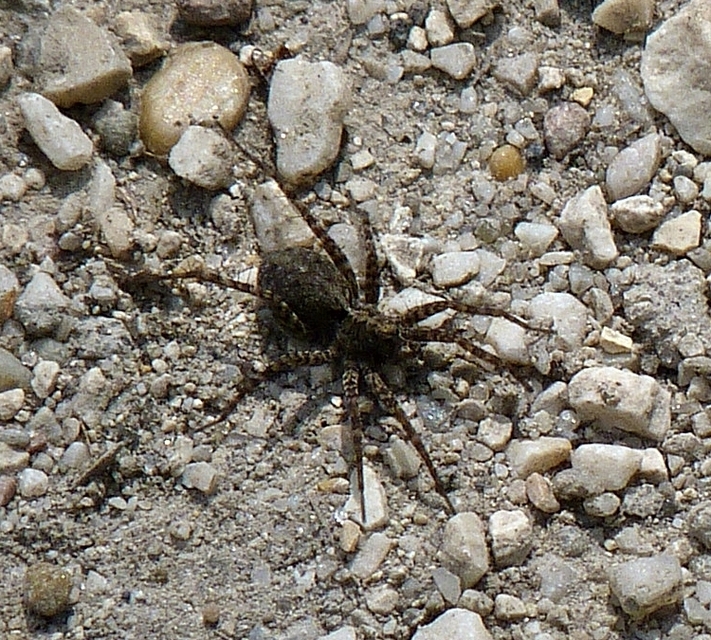 Pardosa hortensis