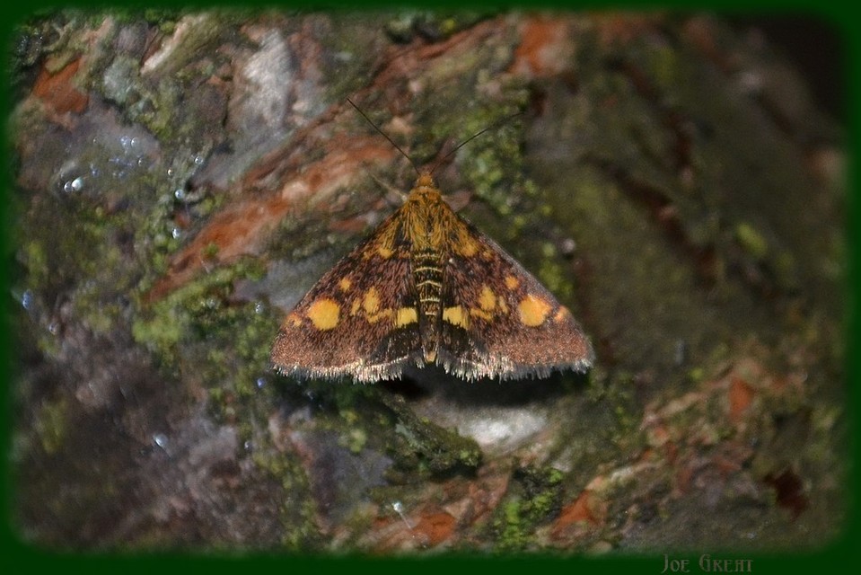 Pyrausta aurata - aranyló bíbormoly
