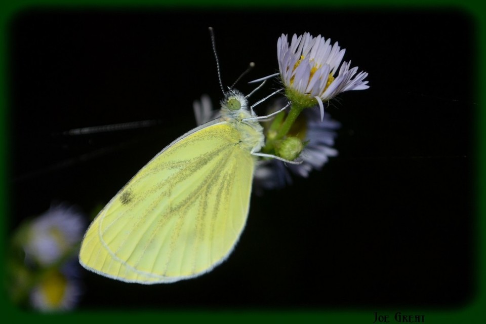 Pieris napi - repcelepke